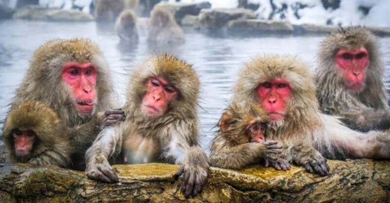 Tokyo To Nagano (Snow Monkey Zenkoji Temple Private Tour) - Shibu Onsen: A Traditional Hot Spring Village
