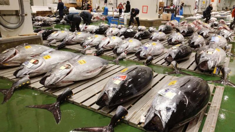 Tokyo: Toyosu Tuna Auction &Tsukiji Market Gourmet Adventure - What Makes This Tour Stand Out
