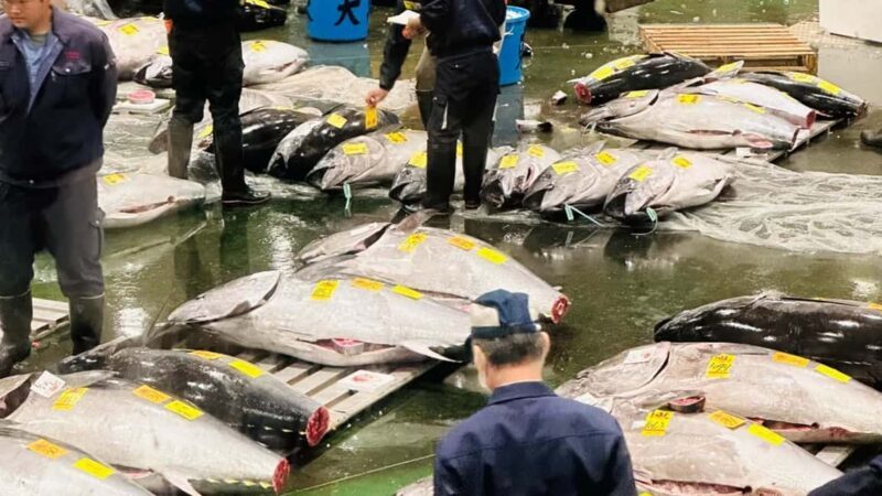 Tokyo: Toyosu Tuna Auction &Tsukiji Market Gourmet Adventure - A Balanced Look at the Experience