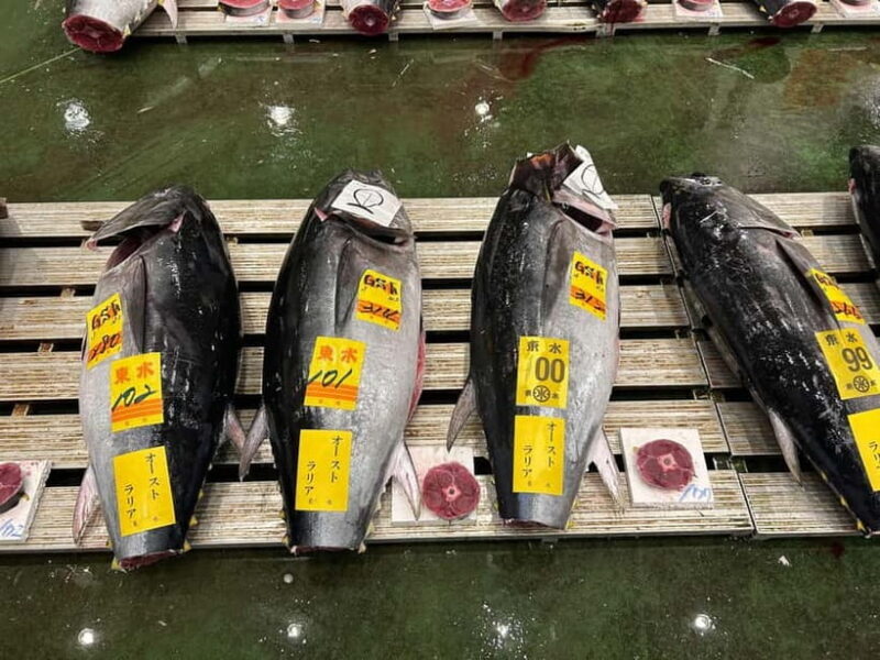 Tokyo Toyosu Tuna Auction w Dealer + Sushi (Standard to VIP) - The Behind-the-Scenes Visit