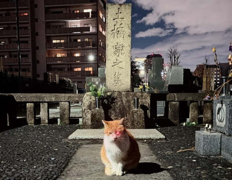 Tokyo: True Crime And Ghost Stories Tour - Key Points