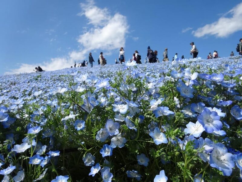 Tokyo:Hitachi seaside Park/Oarai isosaki shrine private tour - FAQ