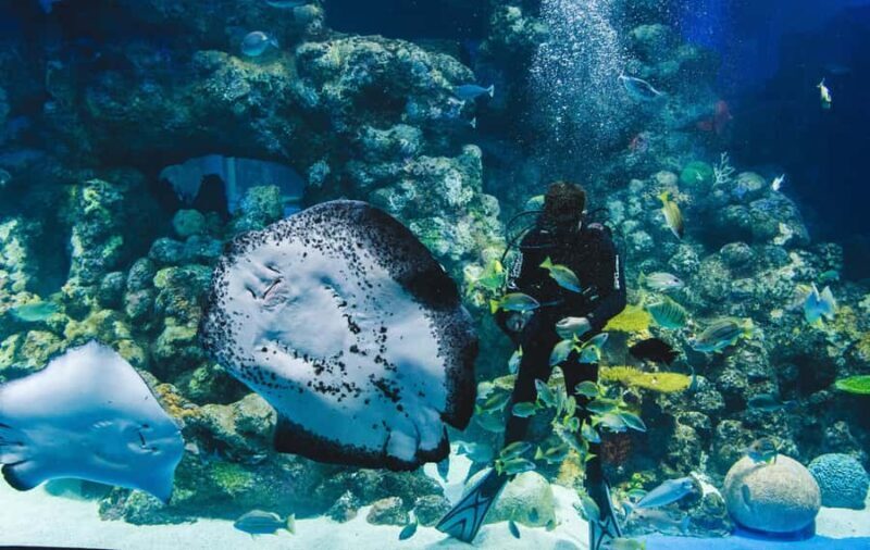 Tomb of the Pharaohs & Cairns Aquarium Combo Ticket - Price & Value