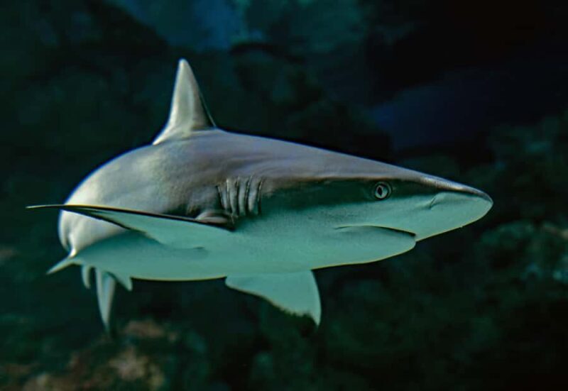 Tomb of the Pharaohs & Cairns Aquarium Combo Ticket - Frequently Asked Questions