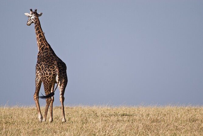 Top Best 5 Days Tanzania Luxury Safari to Serengeti - Introduction: A Well-Rounded African Safari Experience