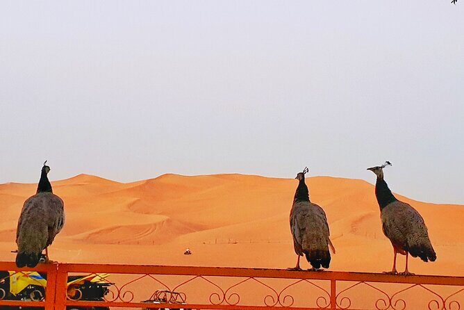 Top premium Desert safari with BBQ DINNER - Who Is This Tour Best Suited For?