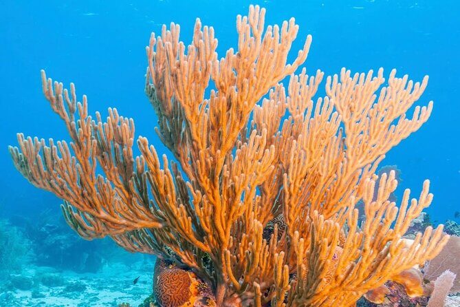Top Snorkeling Experience in Puerto Morelos Reef - A Closer Look at the Puerto Morelos Reef Snorkeling Tour