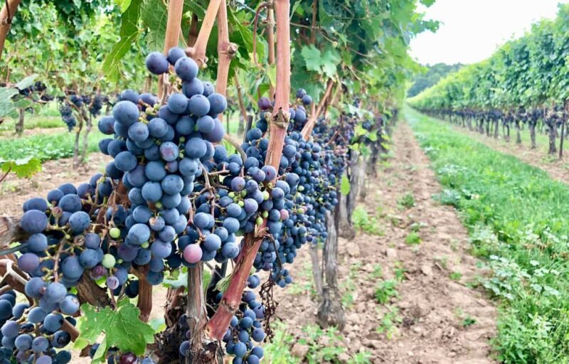 Toronto: Niagara-on-the-Lake, Wine Tasting & Chocolate Tour - FAQ