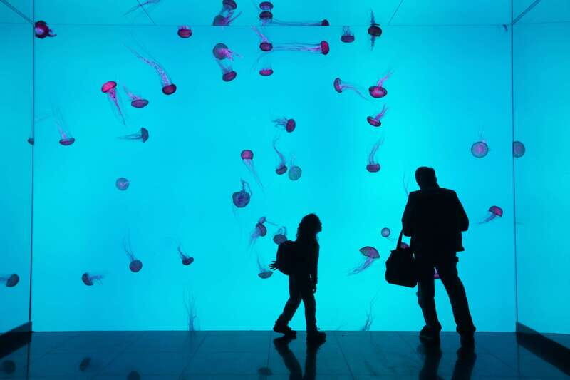 Toronto: Ripley's Aquarium of Canada Entry Ticket - A Closer Look at Ripleys Aquarium Experience