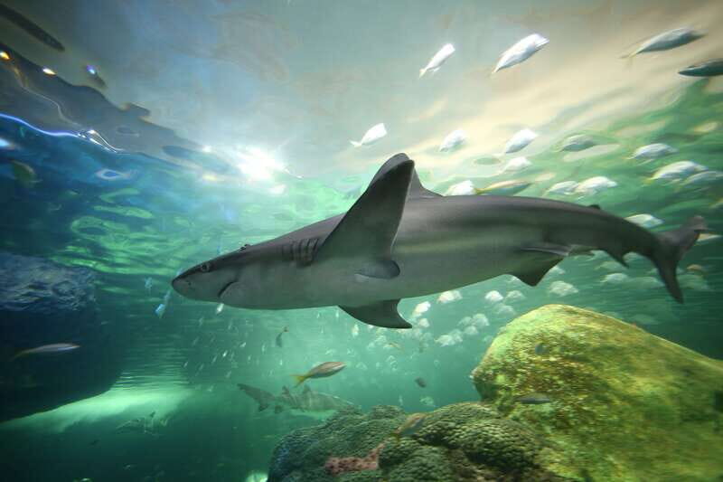 Toronto: Ripley's Aquarium of Canada Entry Ticket - Who Will Love This?