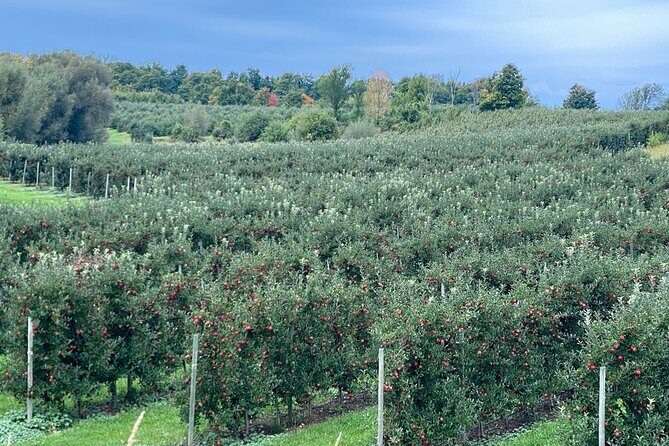 Toronto to Niagara Wine Tour - Who Will Enjoy This Tour?