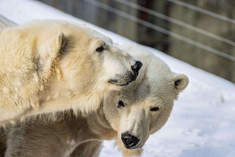 Toronto: Toronto Zoo Entry Ticket - FAQ