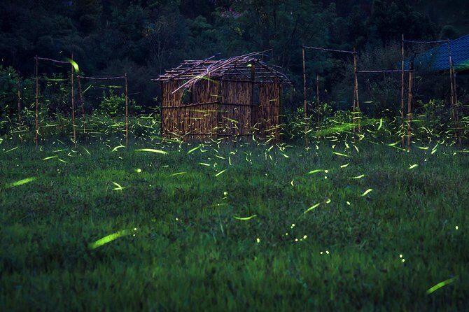 Totláli fireflies sighting - What Makes the Totláli Fireflies Tour Special?