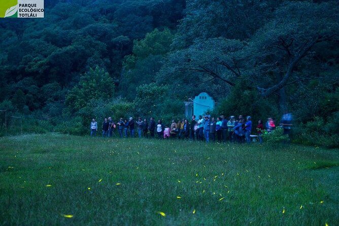 Totláli fireflies sighting - Final Thoughts
