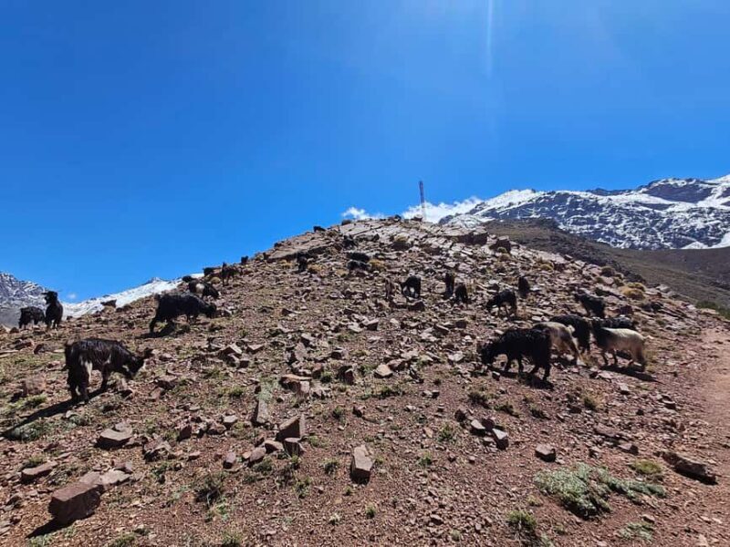 Toubkal Ascent Hike 2 Days 1 night in Atlas Mountains. - Who Should Consider This Tour?