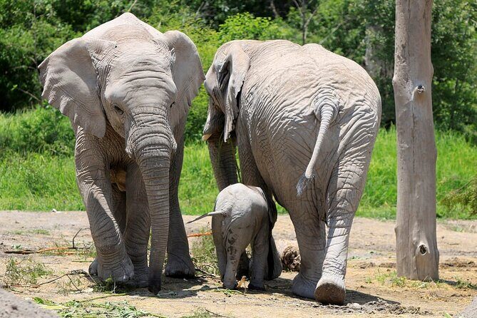 Tour Africam Safari in Puebla - Key Points