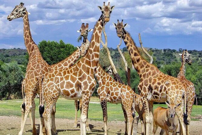 Tour Africam Safari in Puebla - A Closer Look at the Itinerary