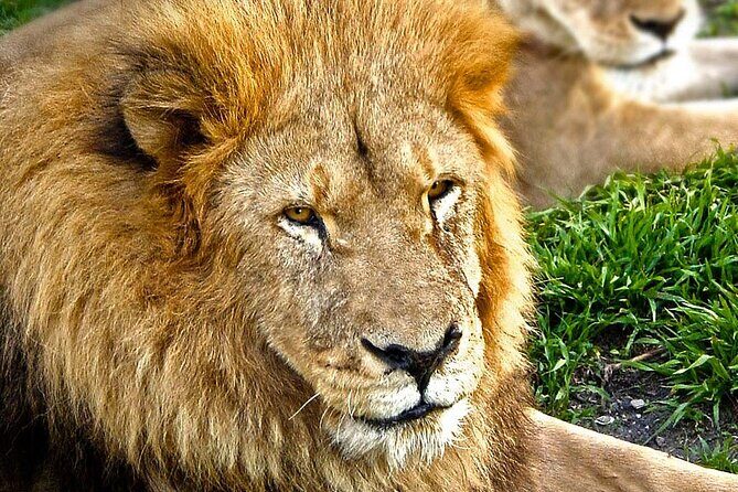 Tour Africam Safari in Puebla - The Experience from a Travelers Perspective