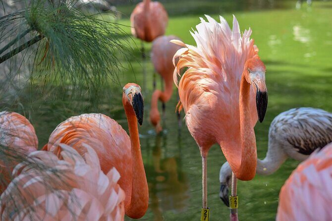Tour Africam Safari in Puebla - Practical Tips for Travelers