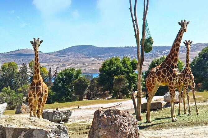 Tour Africam Safari in Puebla - Final Thoughts