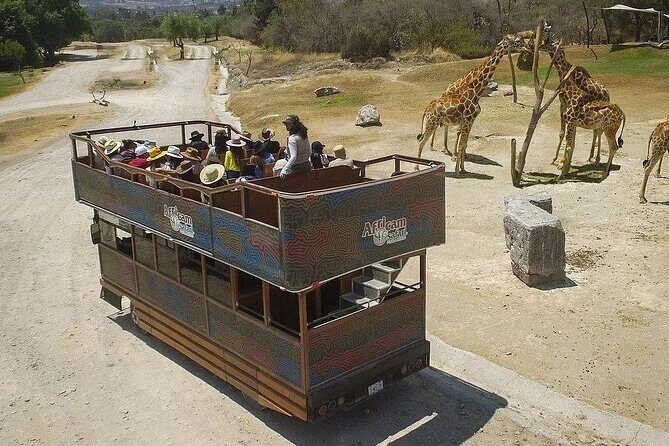Tour Africam Safari in Puebla - Frequently Asked Questions