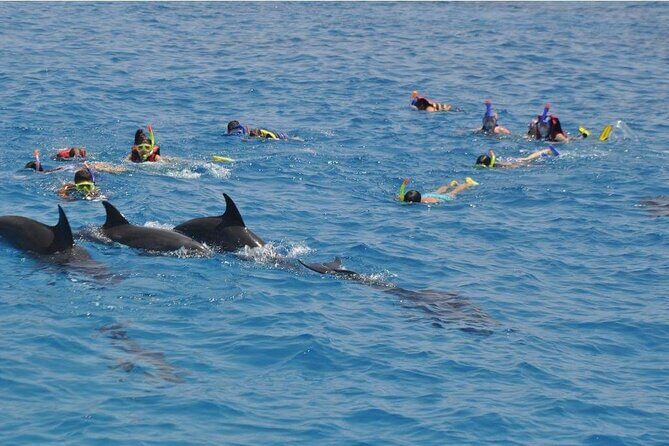 Tour and Swimming at the Dolphin House in Hurghada - The Itinerary: What to Expect on the Dolphin House Tour