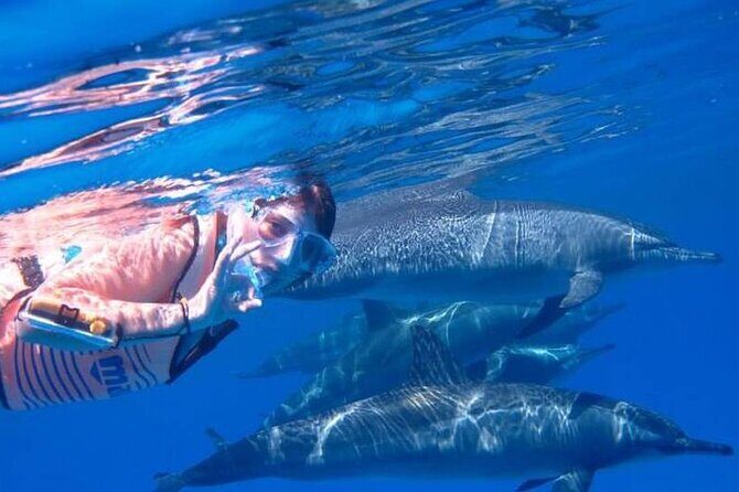 Tour and Swimming at the Dolphin House in Hurghada - The Experience on the Water: What You’ll See and Do