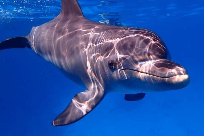 Tour and Swimming at the Dolphin House in Hurghada - FAQs