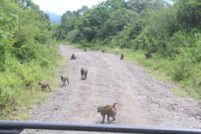 Tour at Arusha National Park - Overview of the Tour Experience