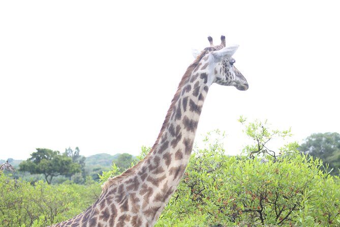 Tour at Arusha National Park - The Sum Up