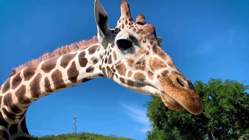 Tour "Bioparque" + Traslados + Tickets incluidos - A Detailed Look at the Bioparque Safari Tour