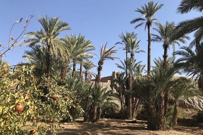 Tour from Ouarzazate to Vallee Du Draa and Dunes Of Tinfou - The Return Along the Draa Valley