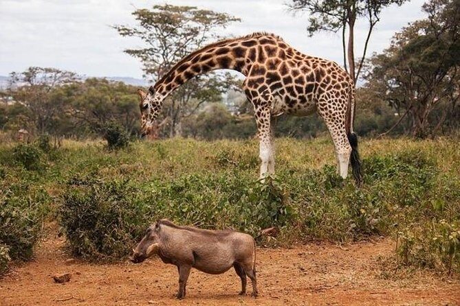 Tour: Giraffe Center and Nairobi National Park - Starting the Day: Seamless Pickup and Introduction