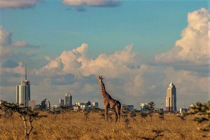 Tour: Giraffe Center and Nairobi National Park - Nairobi National Park: The Wild in the City