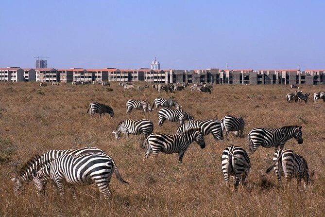 Tour: Giraffe Center and Nairobi National Park - End of the Day: Return to the City