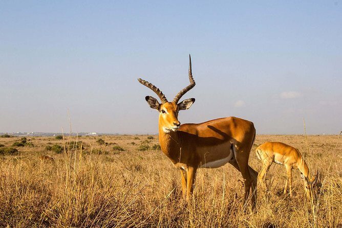 Tour: Giraffe Center and Nairobi National Park - Final Thoughts