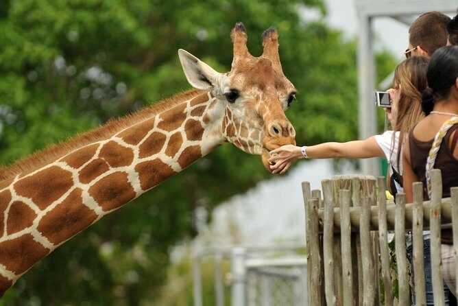 Tour Giraffe Center,Karen blixen and lunch carnivore restaurant - Key Points