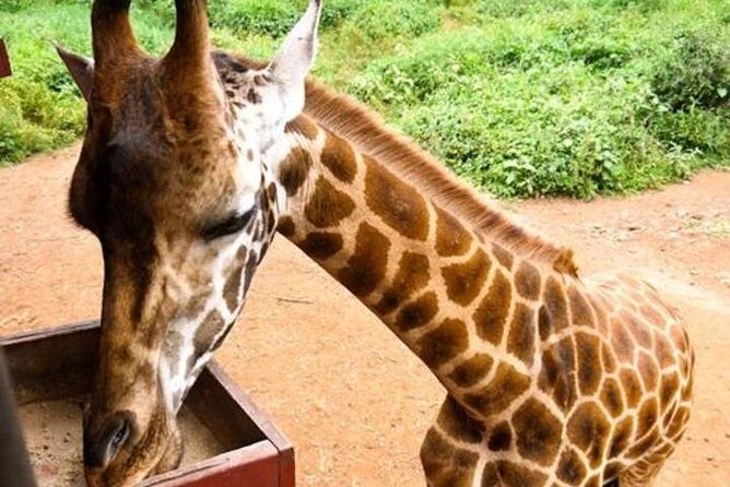 Tour Giraffe Center,Karen blixen and lunch carnivore restaurant - Discovering Nairobi’s Wildlife & Culture