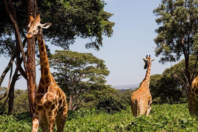 Tour Giraffe Center,Karen blixen and lunch carnivore restaurant - Who Should Consider This Tour?
