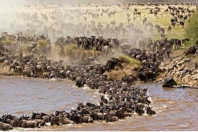 Tour Giraffe Centre, David Shedrick, Karen Blixen & city tour. - The Itinerary: What to Expect from Each Stop