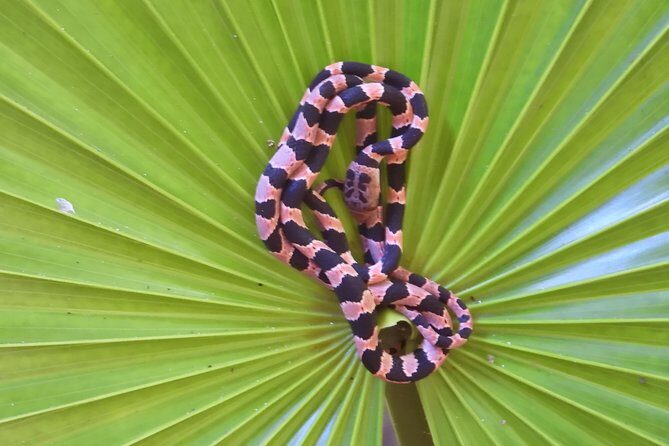 Tour Herpetologico - Authentic Encounters and the Value of Guided Tours