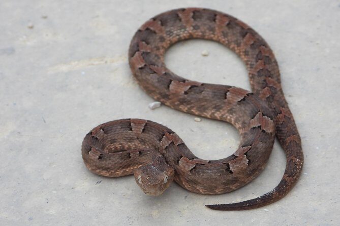 Tour Herpetologico - FAQ