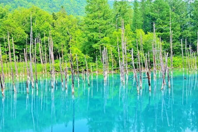 Tour in Sapporo Shrine, Fish Market and Shiroi Koibito Park - The Sum Up
