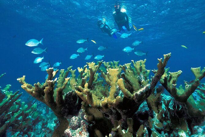 Tour in the Contoy Island Reserve Plus Visit to Isla Mujeres - Who Should Consider This Tour