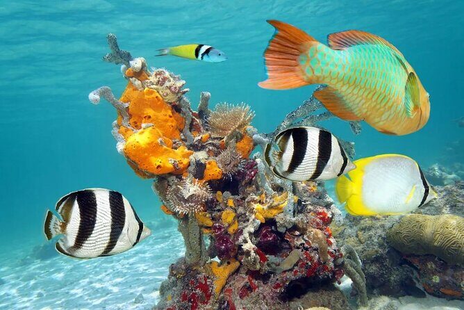 Tour in the Contoy Island Reserve Plus Visit to Isla Mujeres - The Sum Up