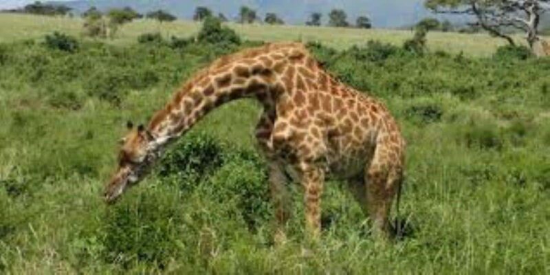 TOUR-L NAIVASHA/HELL'S GATE,CRESCENT ISLAND & GEOTHERMAL SPA - Key Points