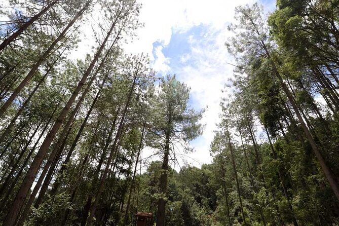 Tour of the Sierra Juárez, Ixtlán, Guelatao and Capulálpam - FAQs