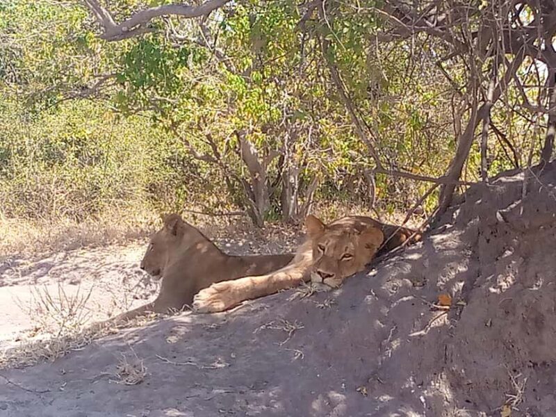 Tour Operator, River Cruises and Safari drives in the Chobe - Key Points
