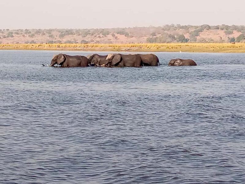 Tour Operator, River Cruises and Safari drives in the Chobe - The Sum Up
