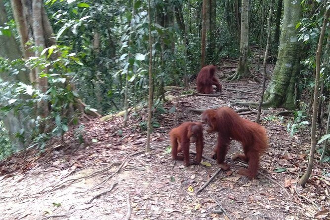 TOUR PACKAGE (jungle trekking, taxi, Room) 4 DAYS 3 NIGHTS in BUKIT LAWANG - Why This Tour Stands Out for Travelers